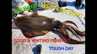 WESTERN PORT FISHING  SQUID amp WHITING  TOUGH DAY  MAY 2024 [upl. by Grail]