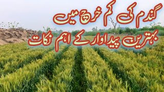 How to get maximum wheat production with low cost wheat production plan Maximum wheat production [upl. by Dudden683]