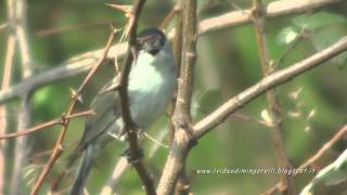 CAPINERA Sylvia atricapilla [upl. by Laws]