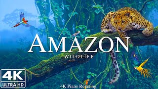 Amazon 4k  The World’s Largest Tropical Rainforest  Jungle Sounds  Scenic Relaxation Film [upl. by Oetam399]