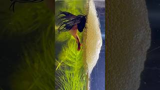 Beautiful betta fish breeding ♥️😍 shorts bettafish breeding [upl. by Dulcle]