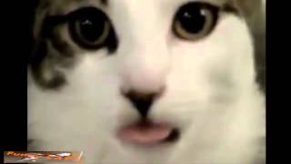 Best funny and cute cat 2015 [upl. by Slin739]