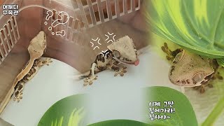 크레스티드게코 게코도마뱀 크레도마뱀 전주도마뱀 전주수족관 리프앤피쉬수족관 전주게코도마뱀 lizard crestedgecko 크레팍스 렙타일 도마뱀 [upl. by Algie476]