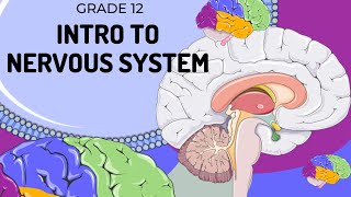 EASY TO UNDERSTAND  Introduction to Nervous System [upl. by Tooley790]