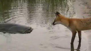 CATFISH VS FOX by Catfish World [upl. by Eimia701]