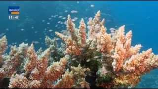 Great Barrier Reef  Das Paradies im Meer [upl. by Dorrej865]