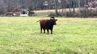 Hereford Cattle [upl. by Ytoc]