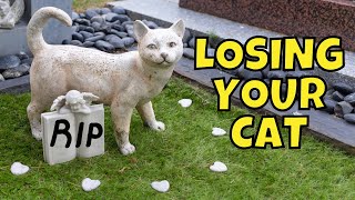 What to Do When Your Cat Dies amp How to Cope With Your Loss [upl. by Frederico159]