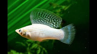 Mollies breeding  5 amazing facts on breeding molly fish [upl. by Iva968]