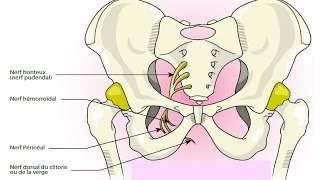 Névralgie Pudendale et Ostéopathie [upl. by Laikeze]