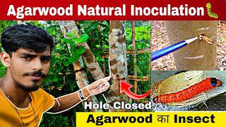 Agarwood natural Process 🐛  Agarwood Plantation [upl. by Etnovahs908]