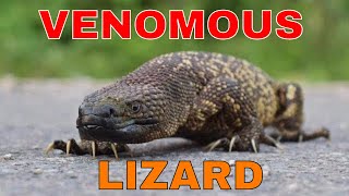 ✅ VENOMOUS MEXICAN Beaded Lizard 🇲🇽 [upl. by Galan]