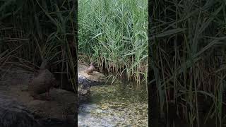 Duck Preening by the Lakeside 🦆 [upl. by Lilahk743]