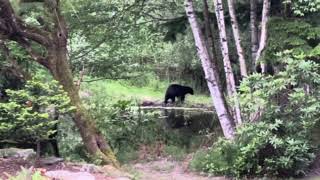 Black Bear at the Ranch  June 2024 [upl. by Rickie]