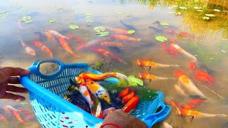 Wow amazing finding Golden fish Red fish Japan Koi fish at field [upl. by Lahey]