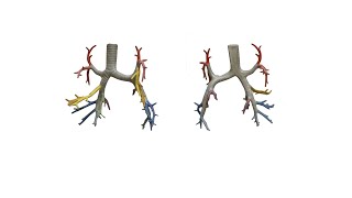 Tracheobronchial tree trachea  bronchi ENG [upl. by Maitund]