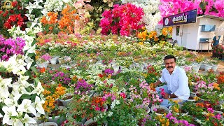 3 ഏക്കറിൽ 100 ലധികം ഹൈബ്രിഡ് Bougainvillea കൾ മാത്രം  bougainvillea [upl. by Yoshio64]