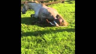 New foal born at ABC Equine Sunshine Coast Qld 3182015 [upl. by Maddock142]