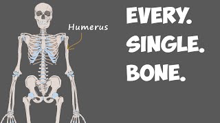 Every Bone in the Human Body [upl. by Ahsekar458]