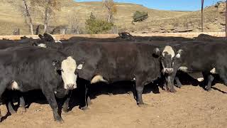 Lots 23 amp 24 Black Baldy 3 YO Bred Cows for Sale from Columbus Montana [upl. by Divine]