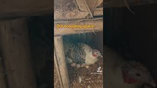 Easy DIY Poultry Brooder shorts chicken brooder [upl. by Armillas]