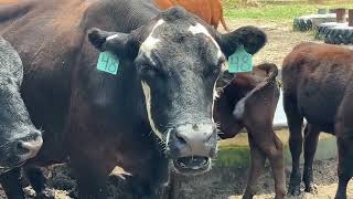 Cows chewing their cud [upl. by Bunce]