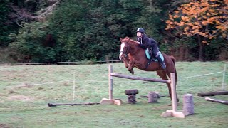 Jumping our Kaimanawa Pony Bear  Wildwood New Zealand [upl. by Ymmik186]