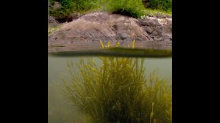 Friends From the Field Seaweed – A Vital Resource and Habitat [upl. by Cohleen]