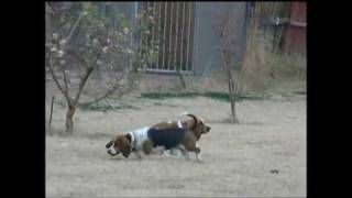 Funniest Basset Hound Video Ever [upl. by Annasiul974]