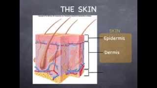 Lecture 41 The Integumentary System [upl. by Eytteb]