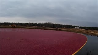 Cranberry Harvest 2014 Corralling and Picking up the Berries [upl. by Selwyn]