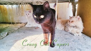 Crazy Cat Capers  Hilarious Feline Antics [upl. by Haneehs]