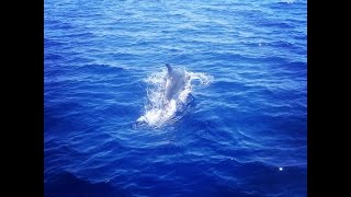 Swimming with dolphins in the South of Rhodes [upl. by Seldan]