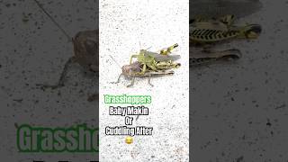 Grasshoppers are up to something grasshopper insects life interestingfacts [upl. by Idalla]