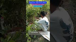 Malacansis Agarwood plants farming maharastra agarwood karnataka tamilnadu [upl. by Us651]