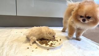 3 week update  My Pomeranian had a puppy [upl. by Mrots]