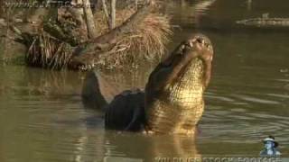 American Alligator Bellowing 04 [upl. by Philly]