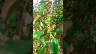 my vlogs Panbari bokakhat Assam India [upl. by Sauveur141]