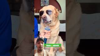 comedy funny dog labrador doglover shorts trending tiktok cat cutecat AnantRastogi [upl. by Ardekan]