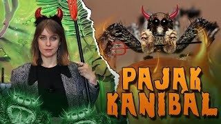 Pająk jedzący INNE pająki Portia spider [upl. by Kenaz412]