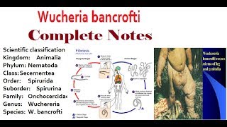 Wuchereria Bancrofti Structure Morphology and PathogenesisComplete Notes [upl. by Beatrisa29]