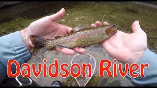 Trying to Outsmart Davidson River Trout [upl. by Bills]