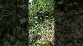 Estamos perdidas en la Selva una señal de flecha nos guió amazonia nature [upl. by Modesta161]