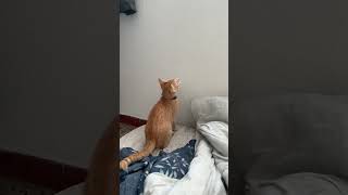 Hello hello meow catvideos kitten funny syrax cat [upl. by Karmen333]