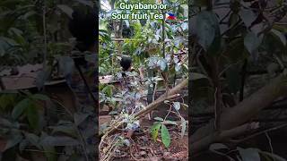 Drinking guyabano or Sour fruit Tea sourfruit guyabano tea herbal herbaltea shorts [upl. by Artim]