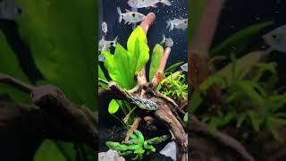 Old footage when my Fahaka Puffer lived with 37 Bucktooth Tetras 😮 [upl. by Ogaitnas1]