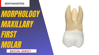 Maxillary First Molar The Ultimate Anatomy Guide [upl. by Harlene]