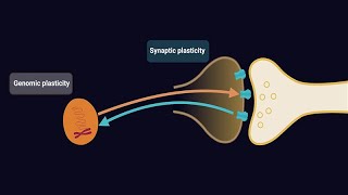 Studying the Brain Through the Lens of Neurodevelopmental Disorders with Gaia Novarino [upl. by Lraep]