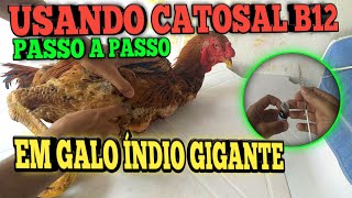 Como Aplicar CATOSAL no GALO Vitamina para muda de penas e muito maisFala ae Sial [upl. by Adnimra]