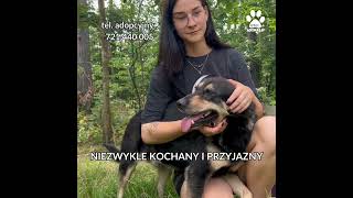 Chcą w końcu wyjść zza schroniskowych krat Spełnijcie ich marzenie i adoptujcie psiaki [upl. by Nussbaum571]